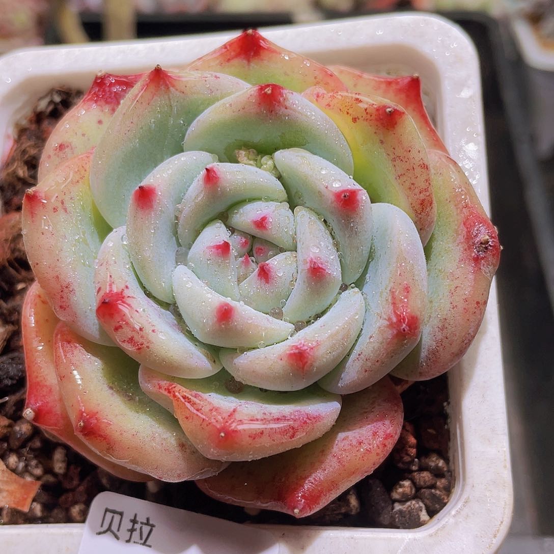 756 精品多肉一物一拍