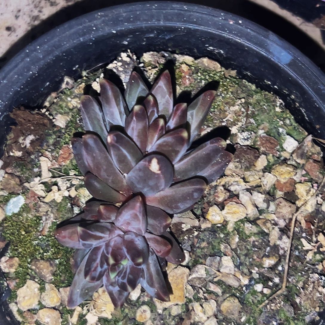 桔云多肉美人精品系列