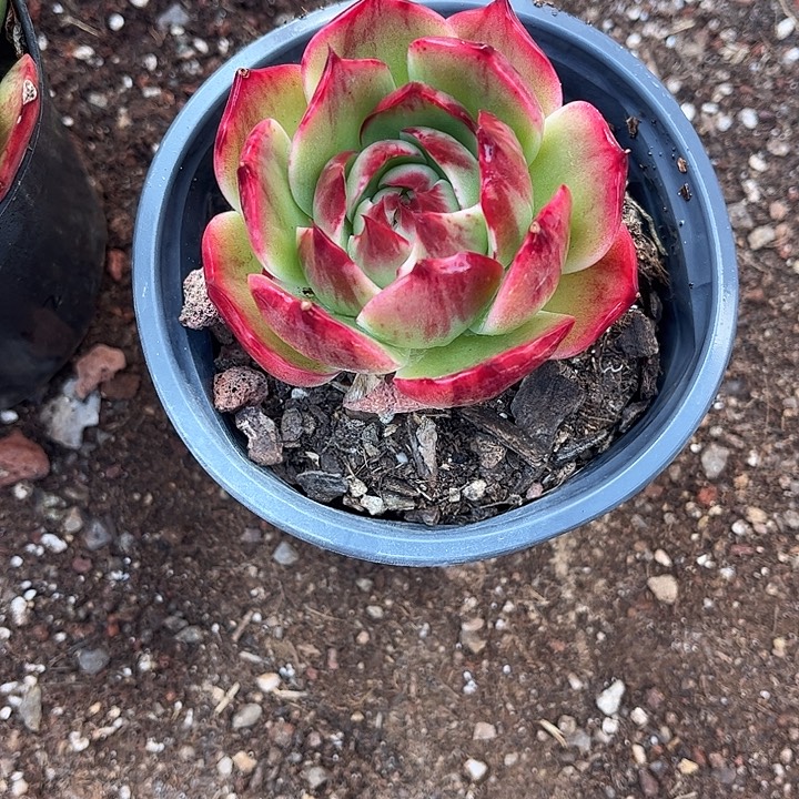 惊鸿仙子多肉植物43