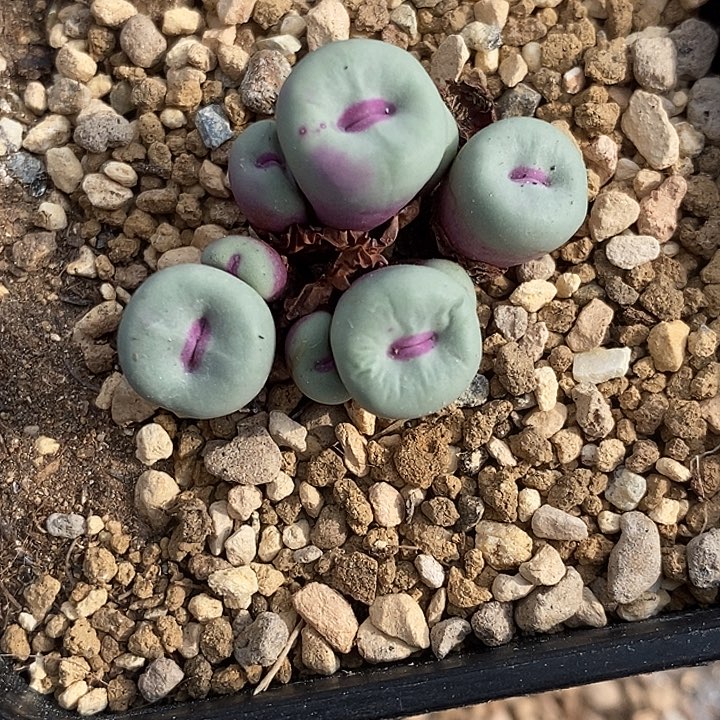 2629SSG0089小红嘴一群