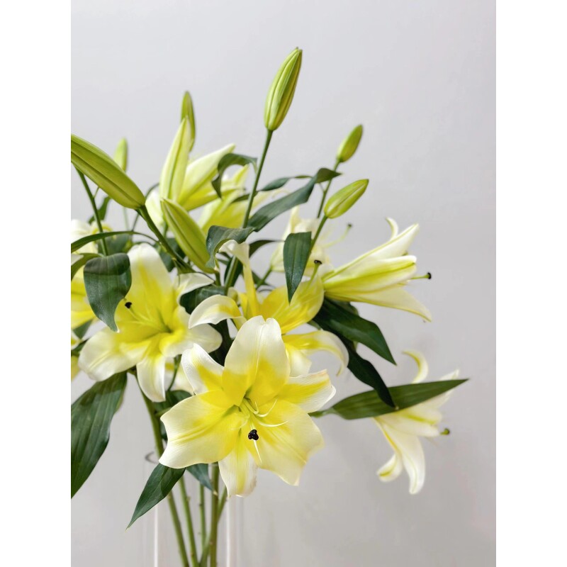 黄天霸单瓣香水百合（两单升级空运）