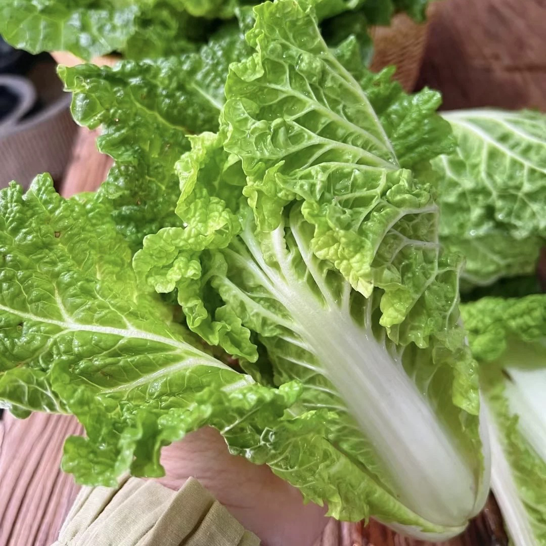 绿叶卷心白菜泡泡白菜湖南高山农家菜农家自种蔬菜农家肥时令蔬菜