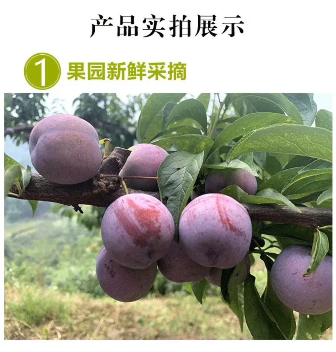 【京东生鲜】正宗四川五月脆凤凰李子（青灰）新鲜农家水果送礼首选