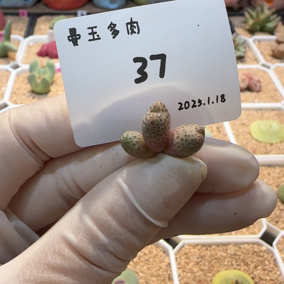 多肉多肉多肉1.18-037