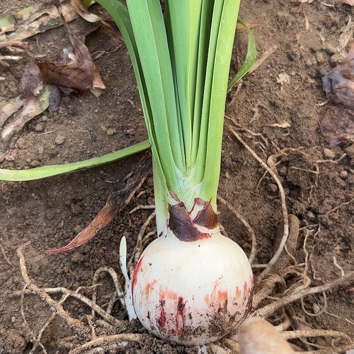 无花朵蔓越莓包对版一号