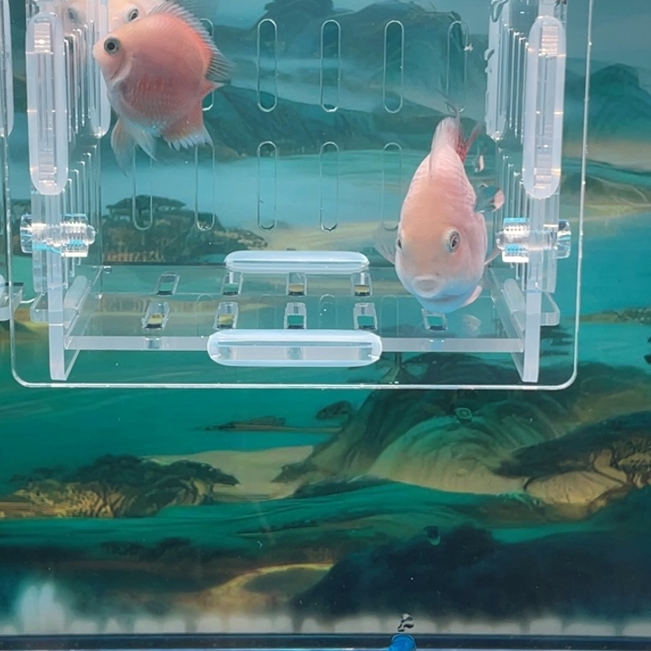 鹦鹉鱼胭脂粉一对20号单