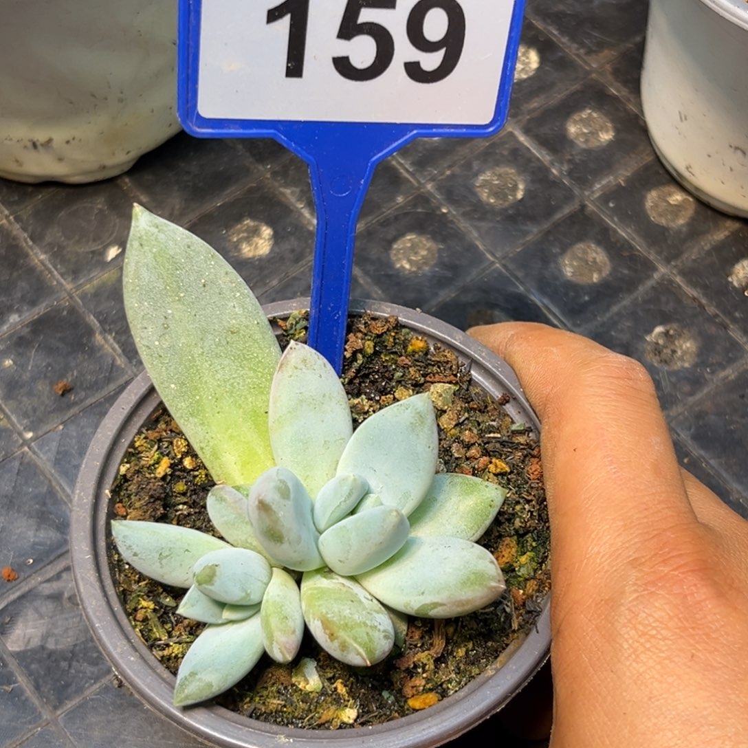 多肉植物伊丽莎白群159