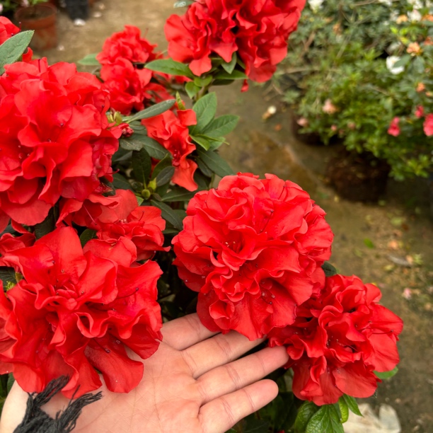 余烬杜鹃花带花苞室内外绿植四季开花好养活大苗