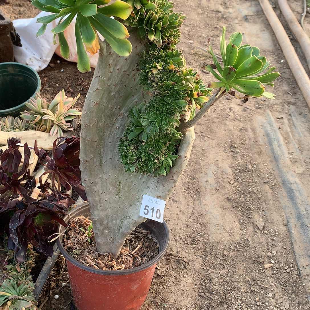 510原始绿海马缀化