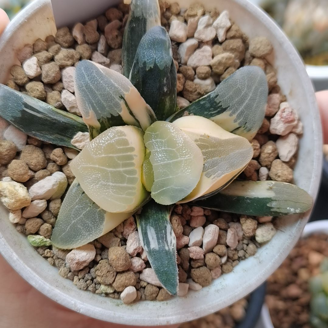 157号丸叶克锦糊斑趋势一物一拍带盆土发货