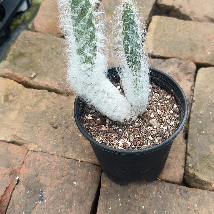 诚***实妖精之舞脱土发货