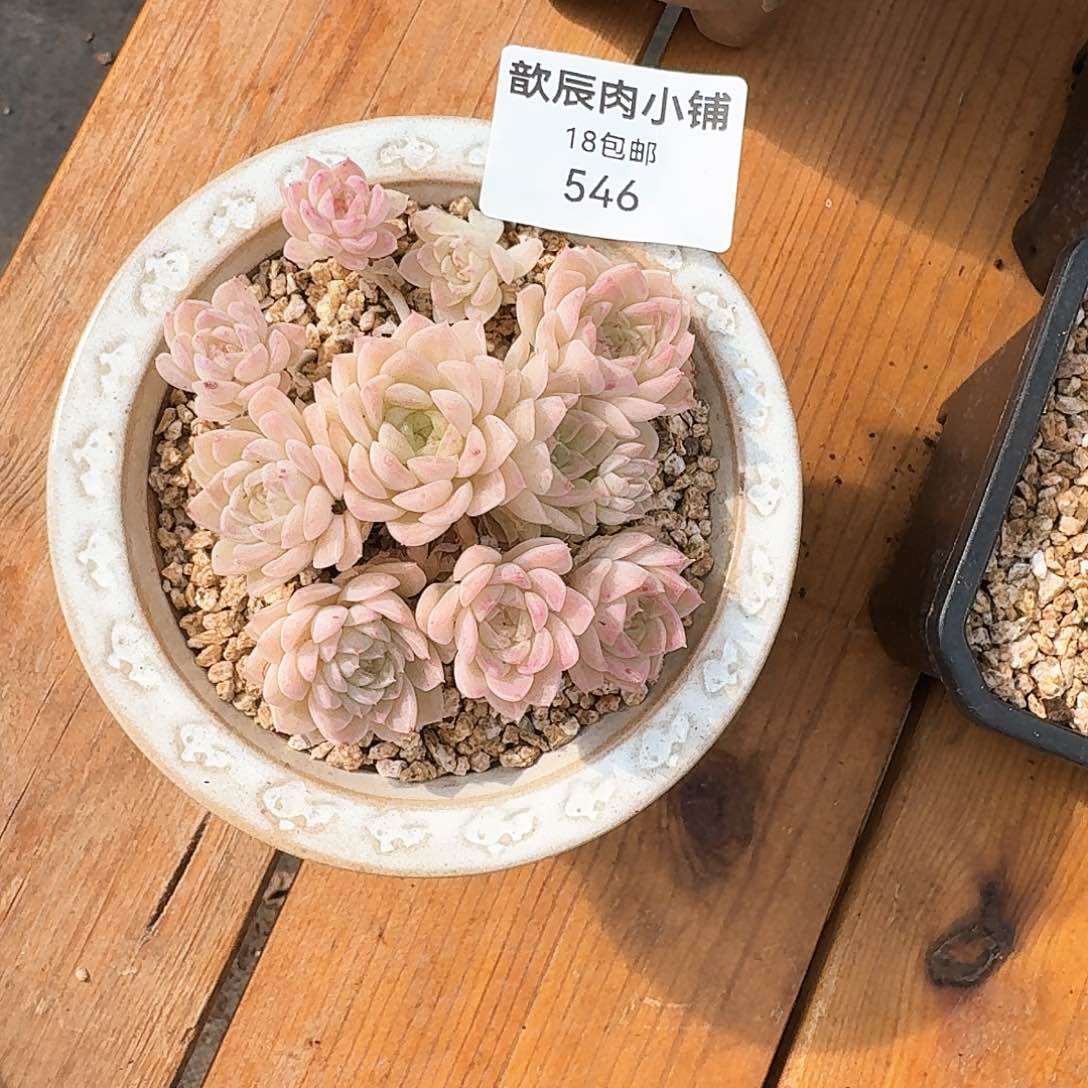 维**多肉植物女王群546