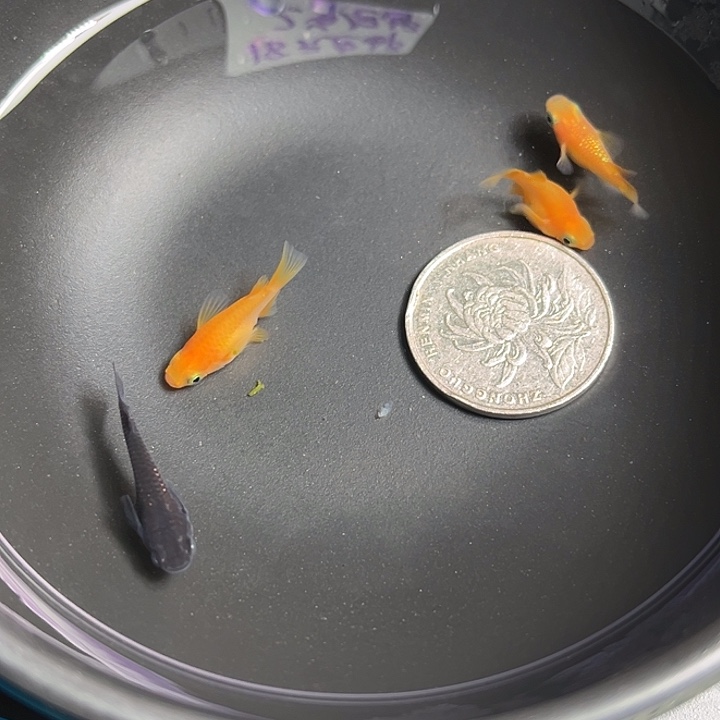 青鳉鱼球体4条81号