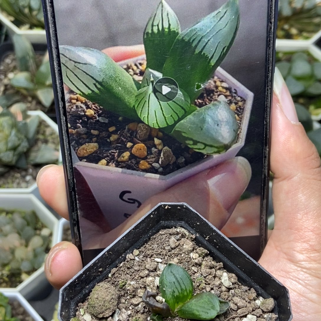 裹2是是是是是是是是是寿