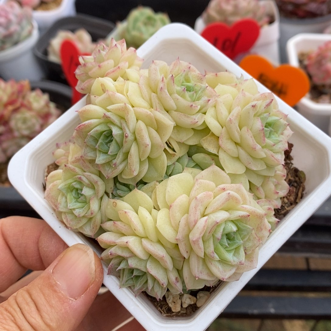 精品多肉一物一拍不包整53