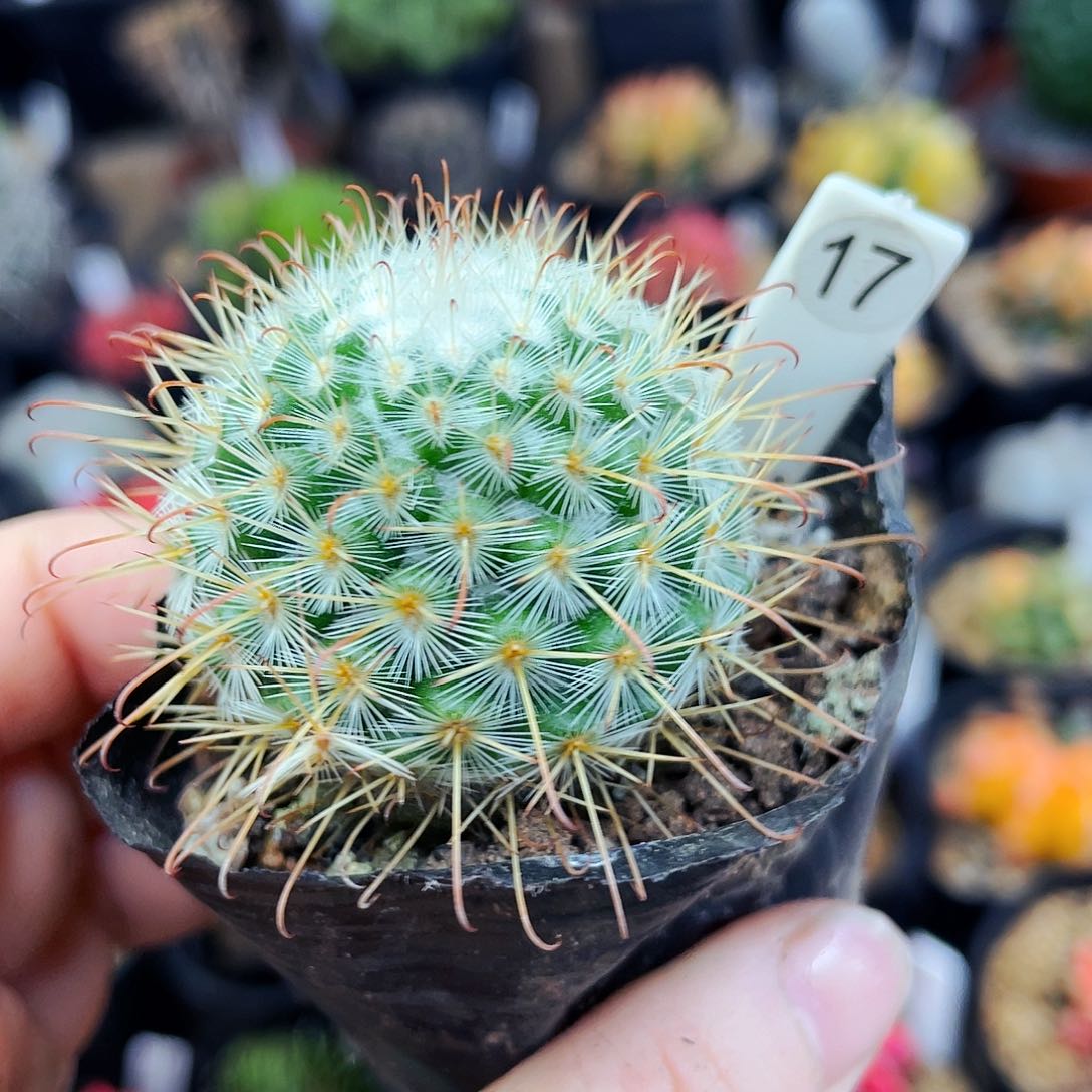 非偏远地区满25包邮仙人球