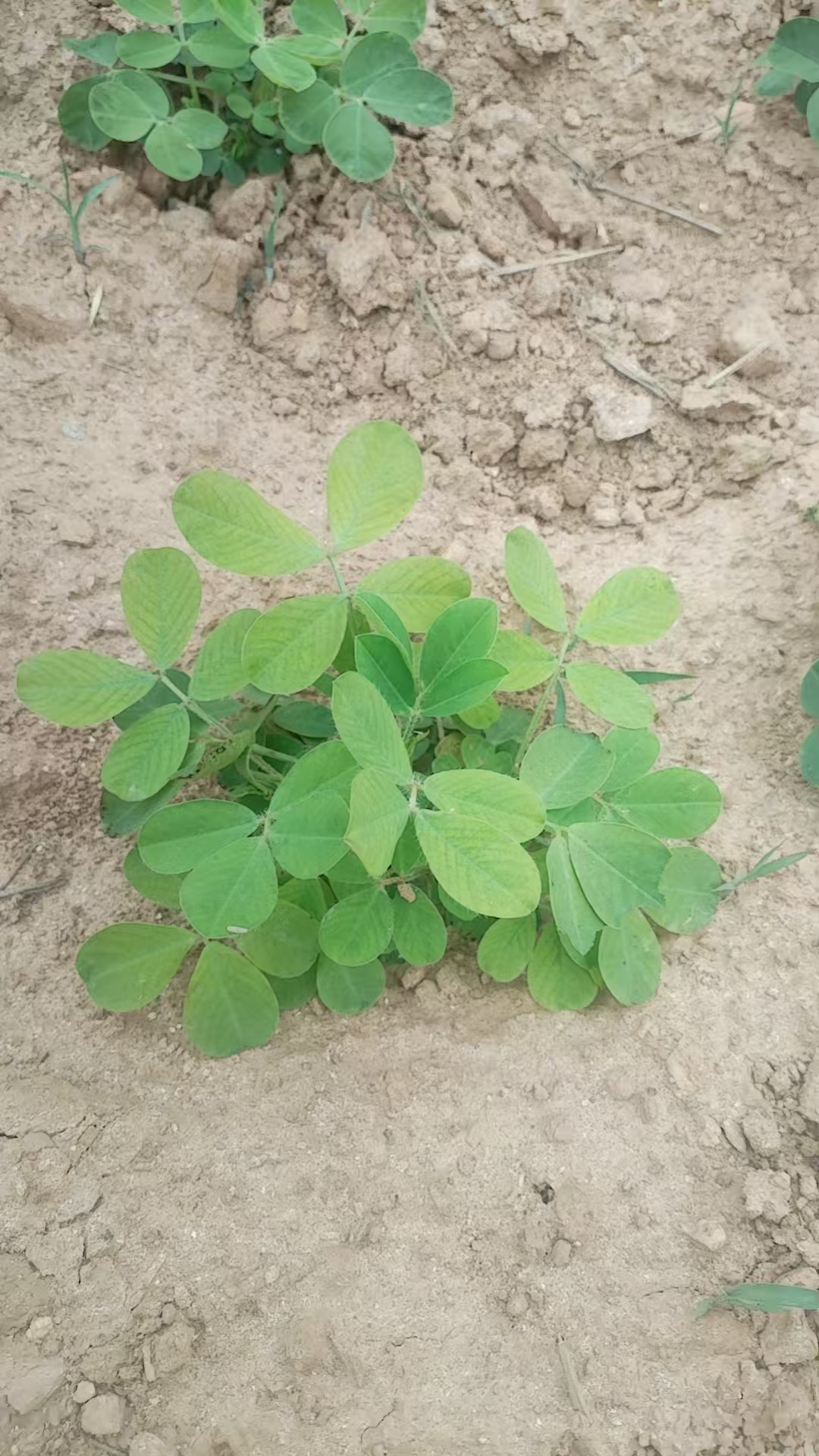 花生高产三遍方案