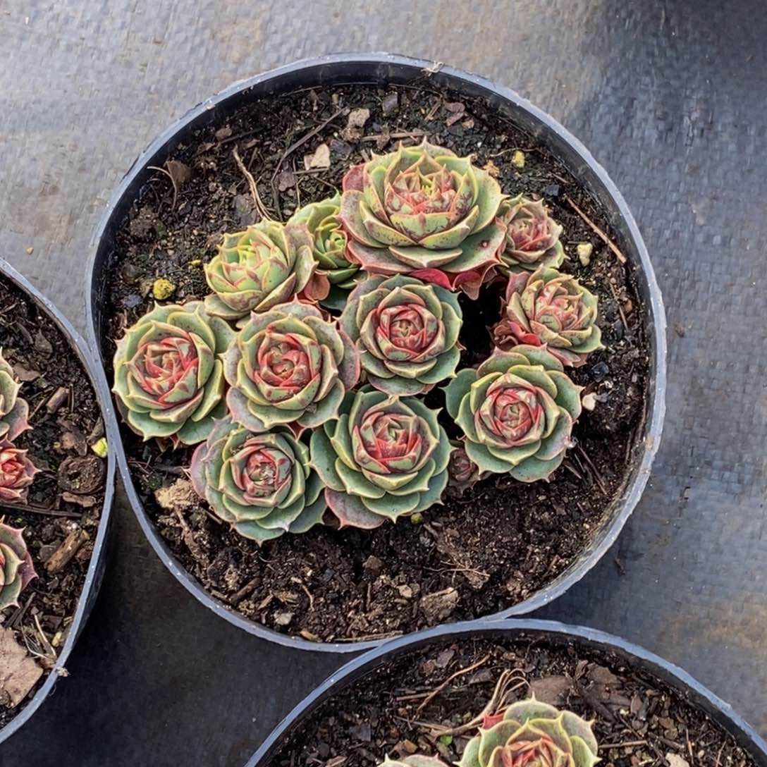 艾**连48包邮一物一拍多肉