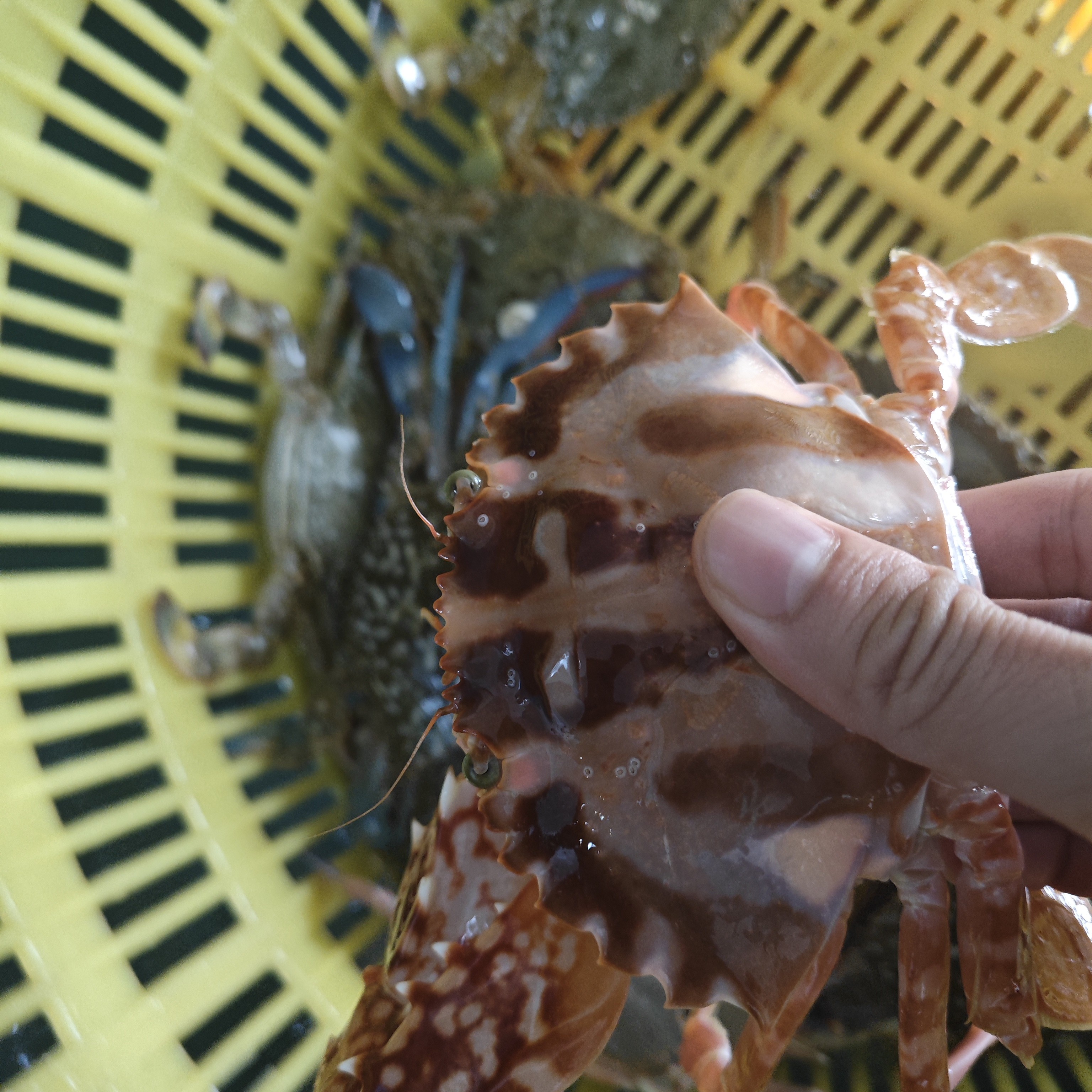 红花兰花小海杂蟹包鲜不包活