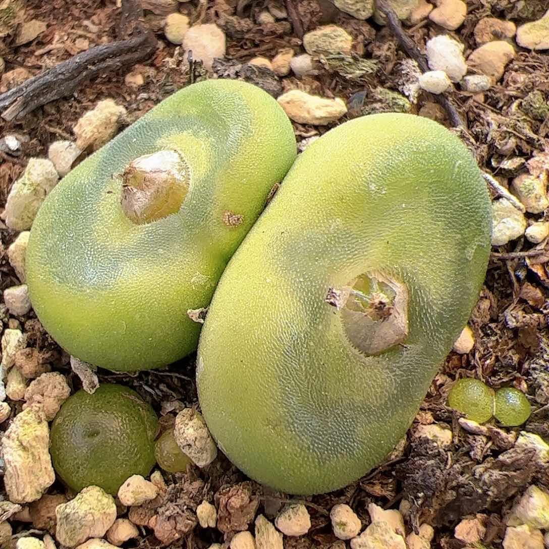 【闪购商品】126 水晶鞋