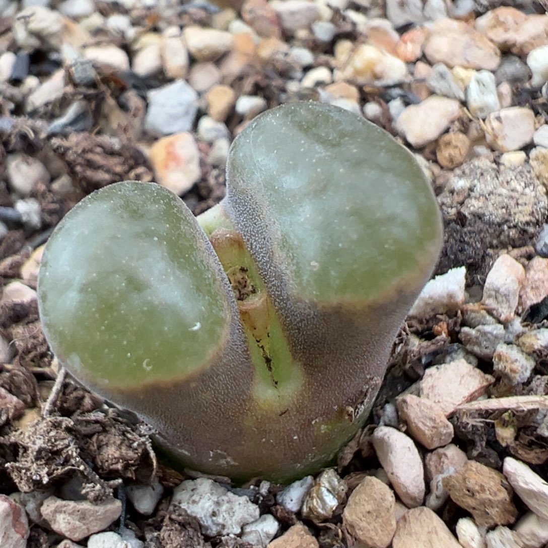 12.2好看的多肉脱土发货