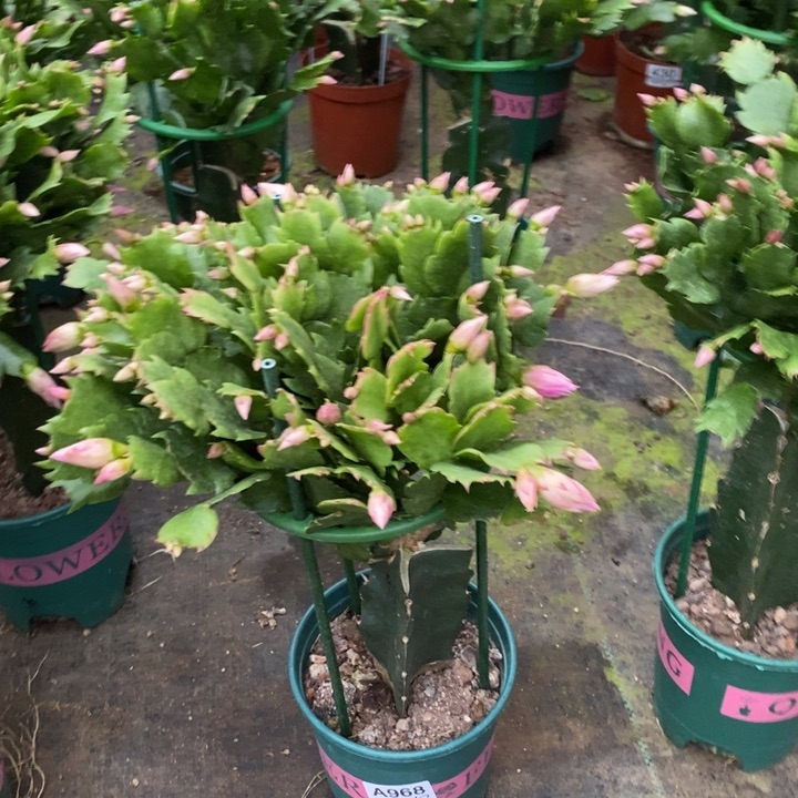 当前无花栽培后可以开花968嫁接073