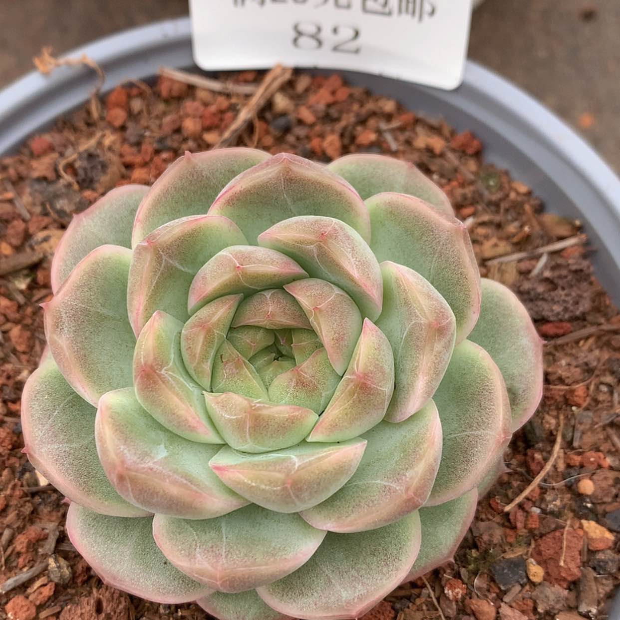 【闪购商品】云82号珍妮杂5厘米