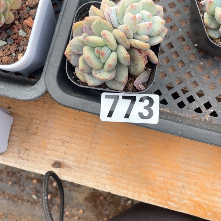 錦*多肉植物一物一拍