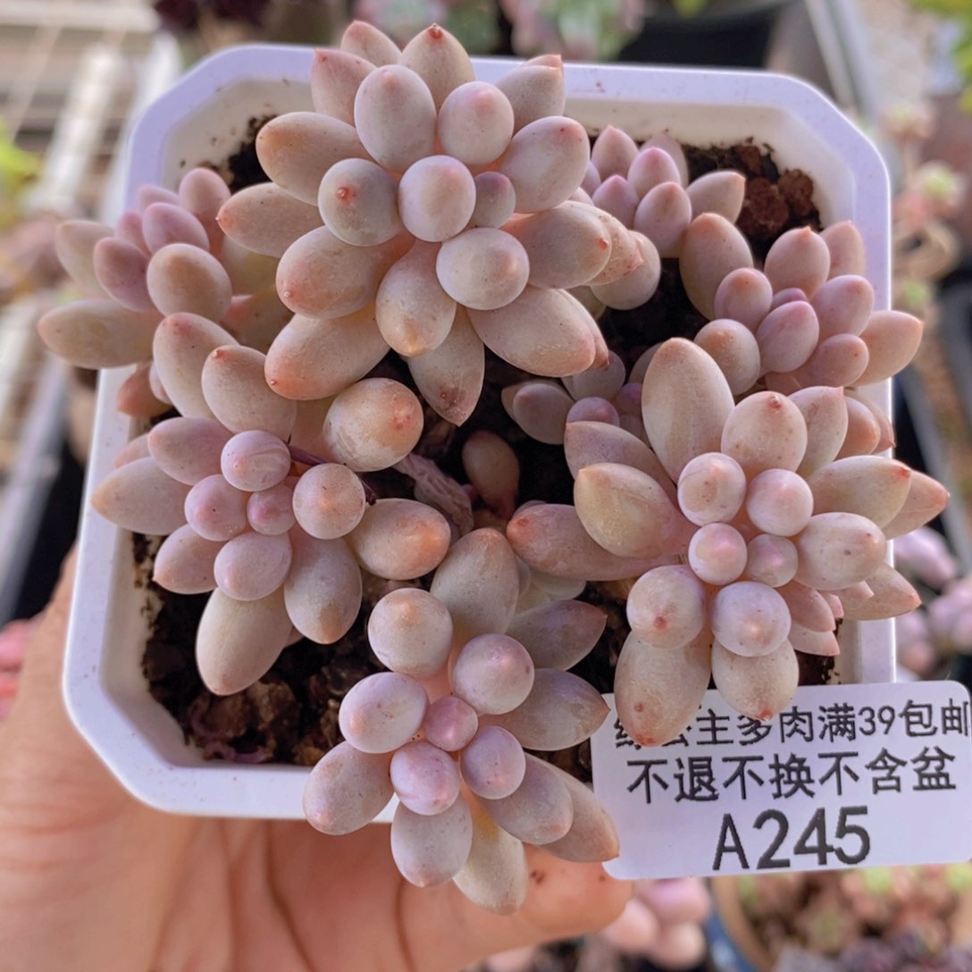 婴儿手指7cm245多肉植物