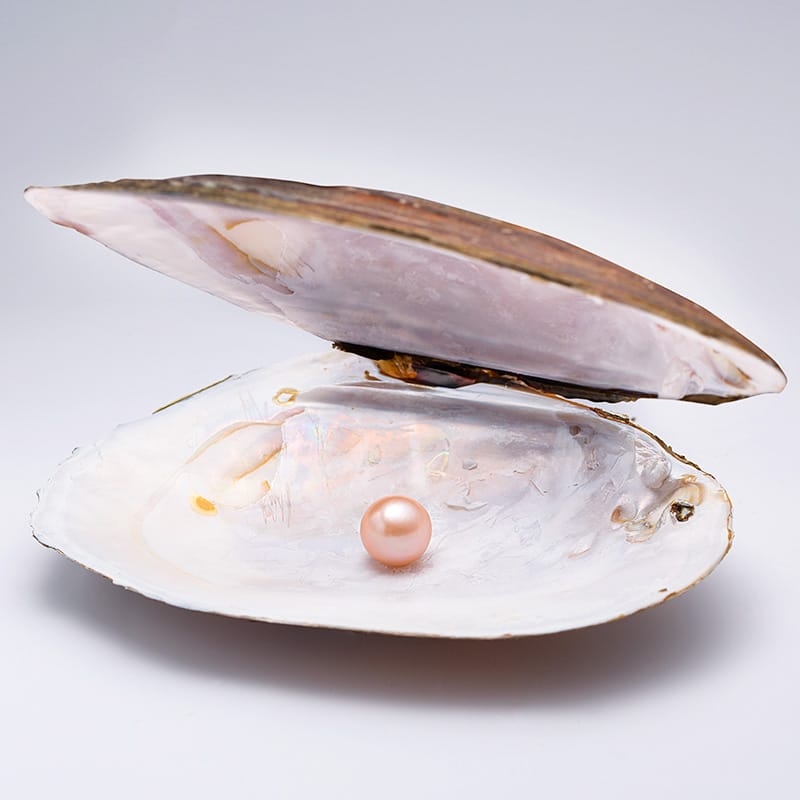 原蚌珍珠10-15mm（直播间专用）