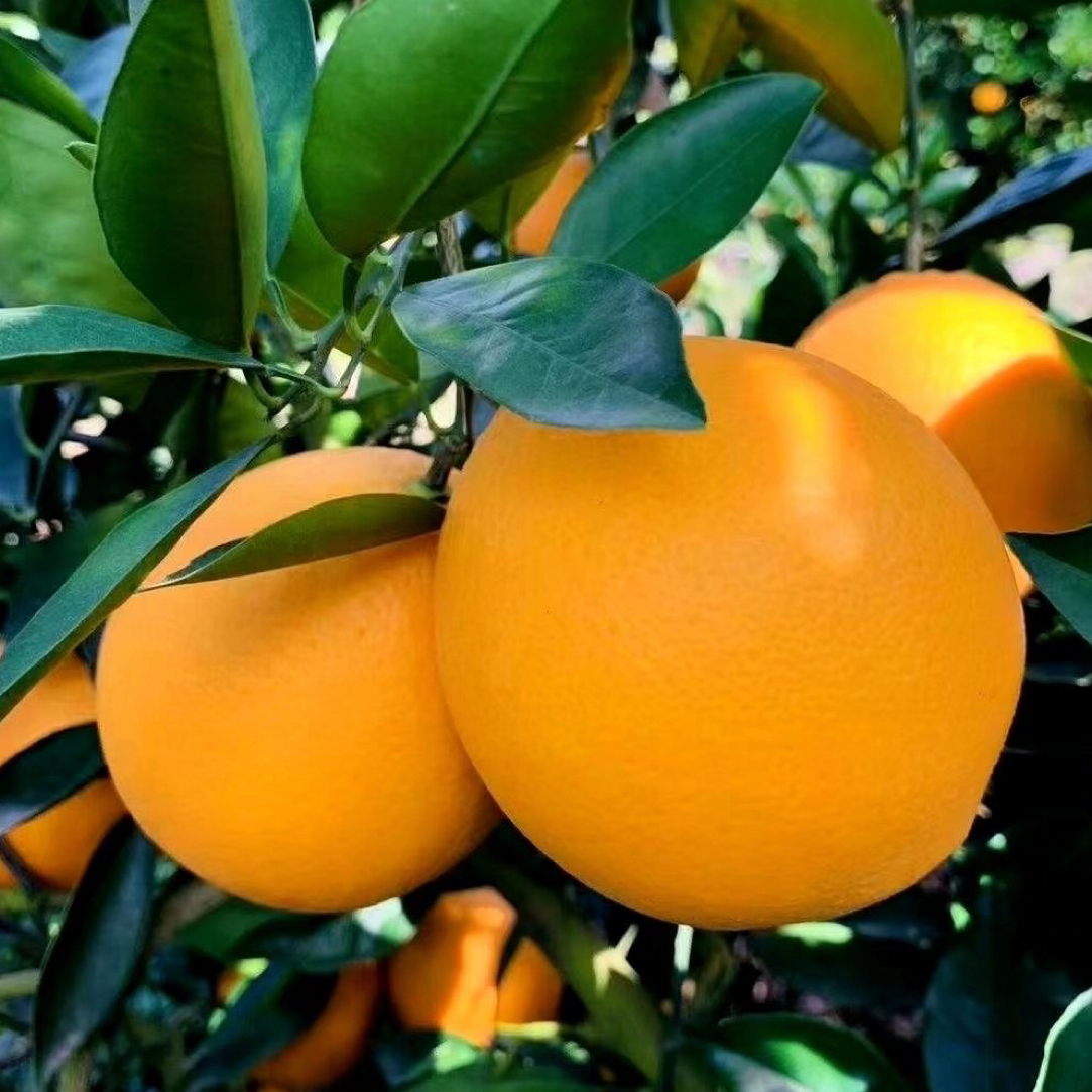 带枝叶发正宗赣南脐橙带箱10斤/5斤新鲜水果江西赣州橙子产地直发