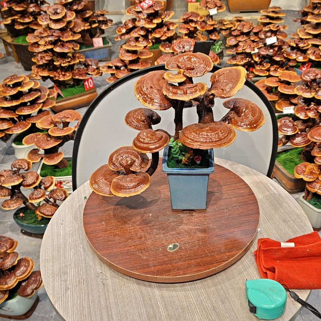 灵芝盆景高端大气上档次