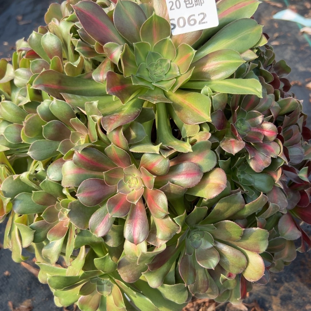 062拿铁，满20包邮嘟叮熊