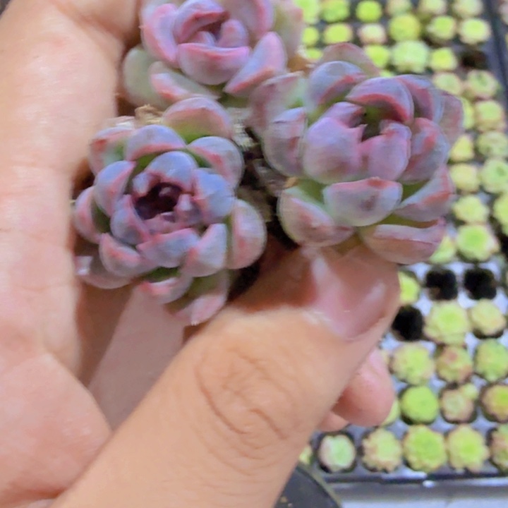 黑钻珍妮五颗一组