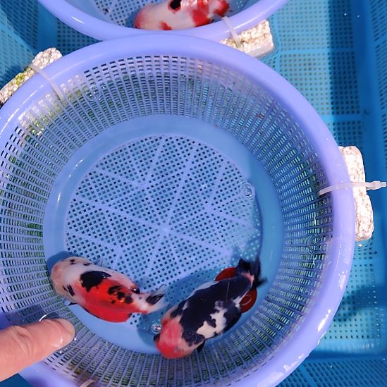 金鱼071兰寿两只特价顺丰包邮