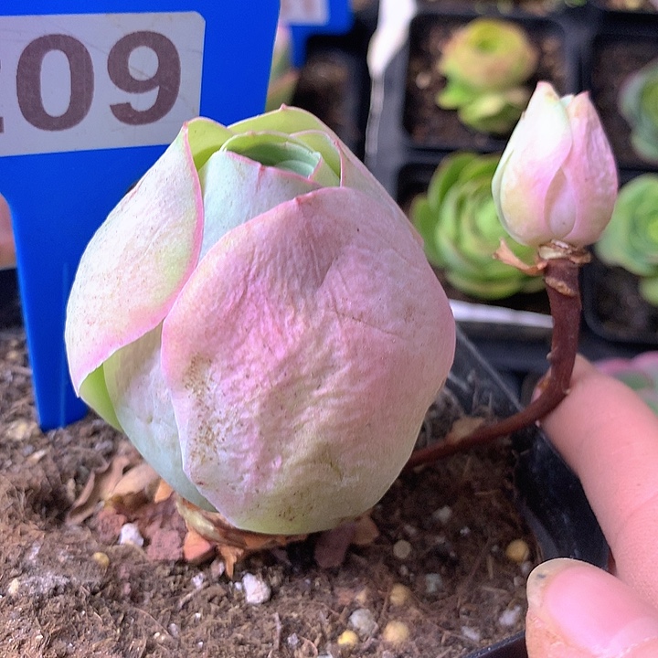 一物一拍星辰福利209