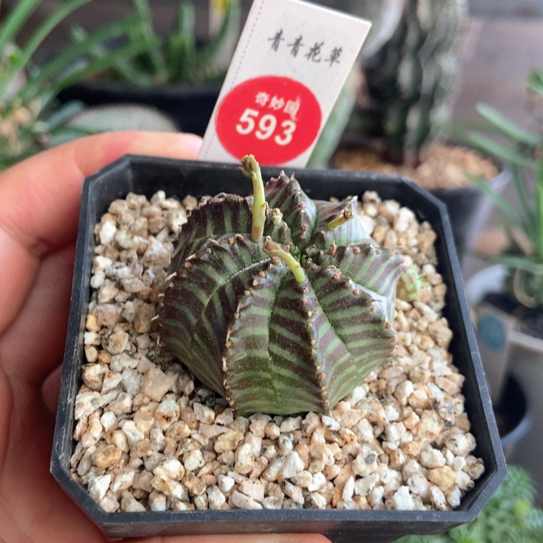 实生带崽法利达4.1cm一棵仙人球