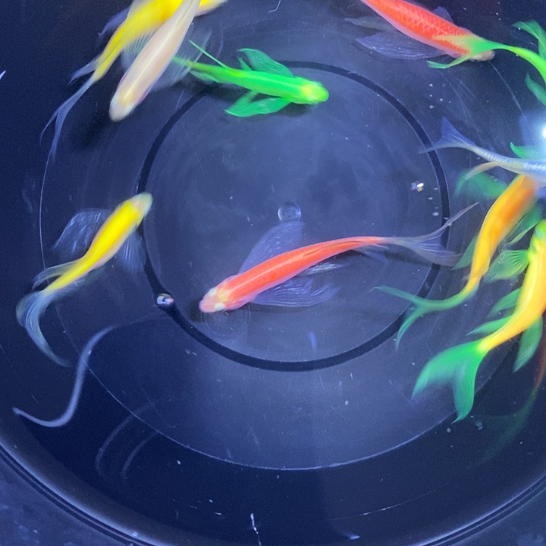 斑马鱼蝶翼斑马3-4厘米练手鱼微瑕疵10条