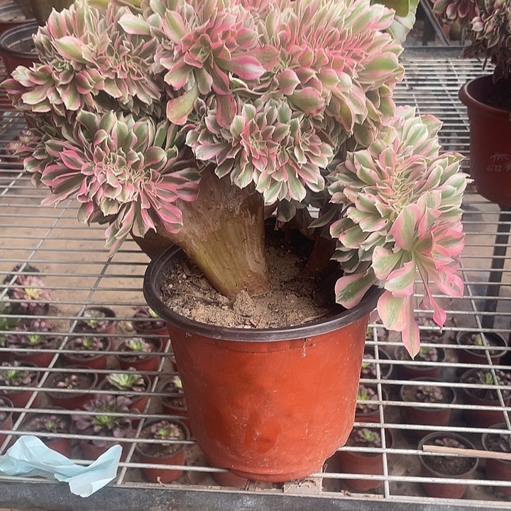 多肉法师粉女巫缀福利