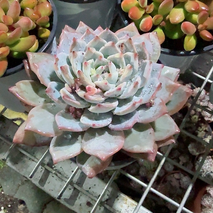 单头粉蓝鸟多肉植物