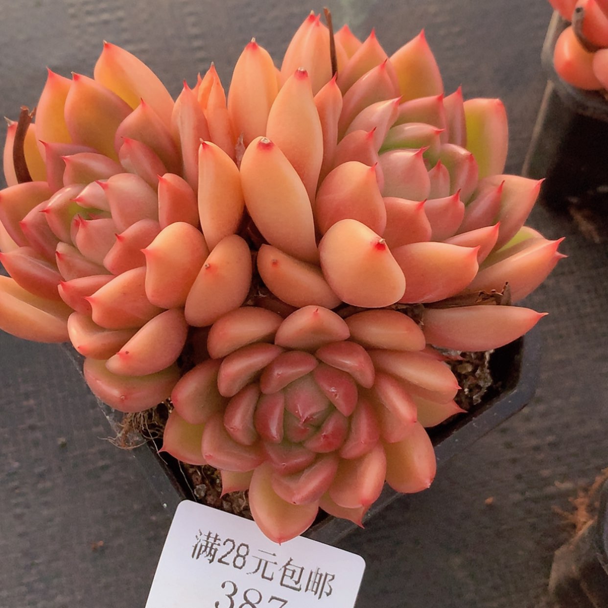 【闪购商品】云387号