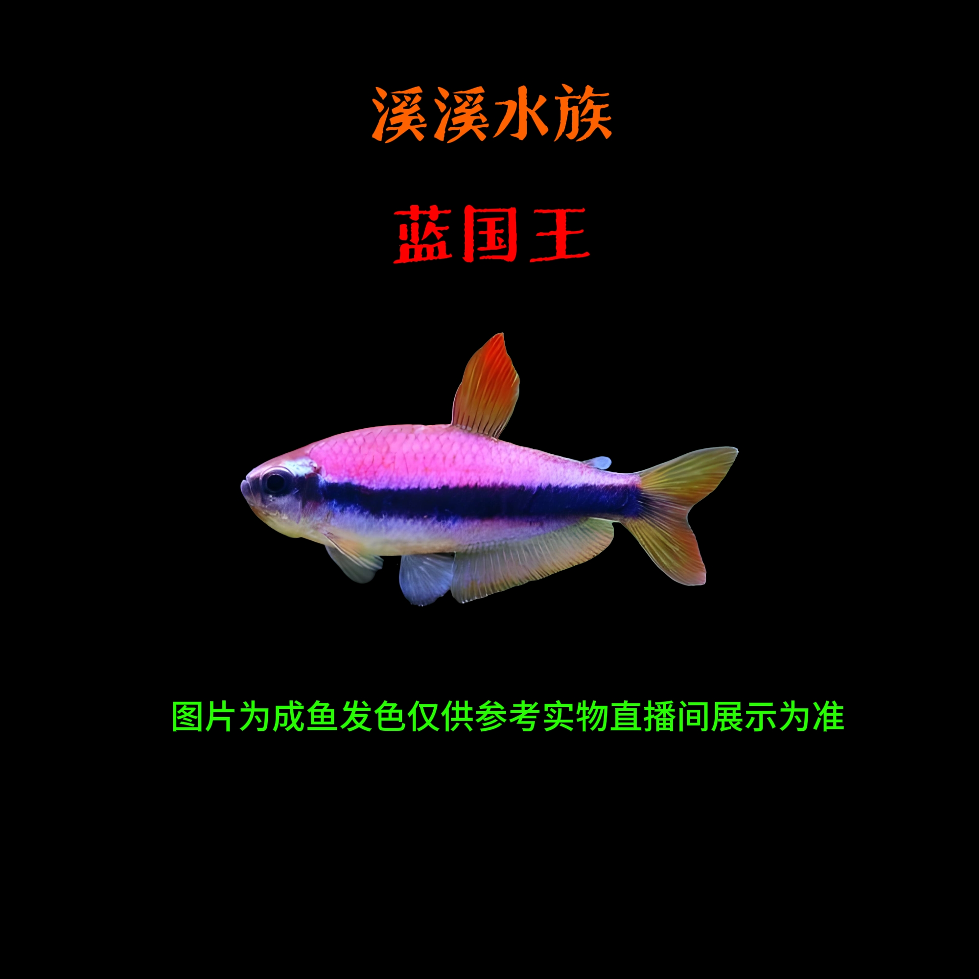 蓝国王热带灯科鱼活体草缸小型群游鱼耐活观赏鱼