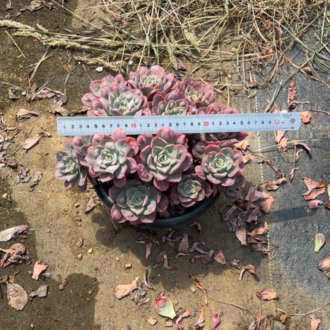 精品雨滴群生有砍加快递费