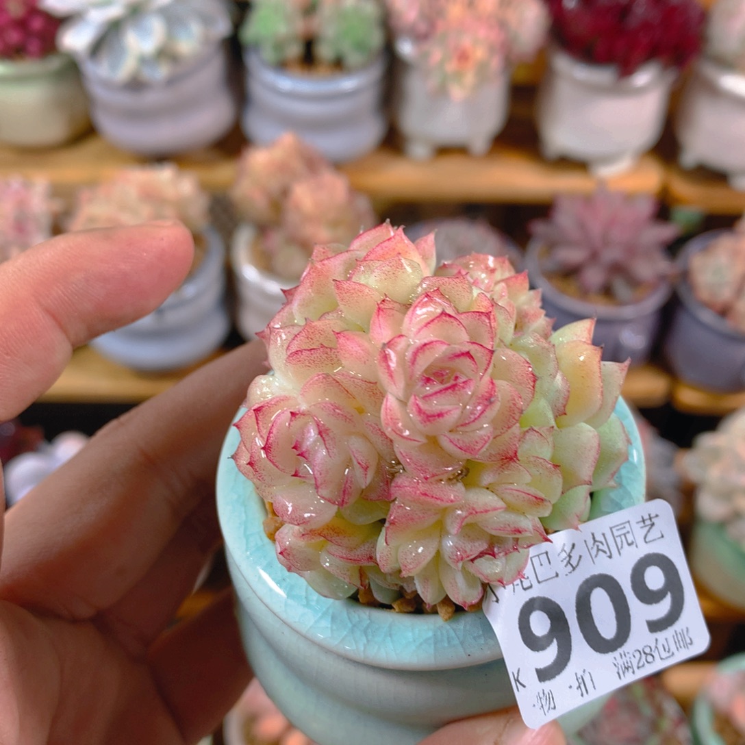 个****小尾巴多肉园艺5CM迷你拇指盆栽909