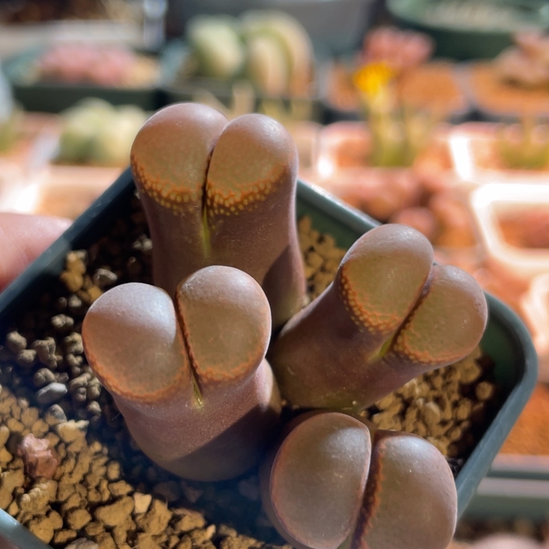 红风铃植物一物一拍