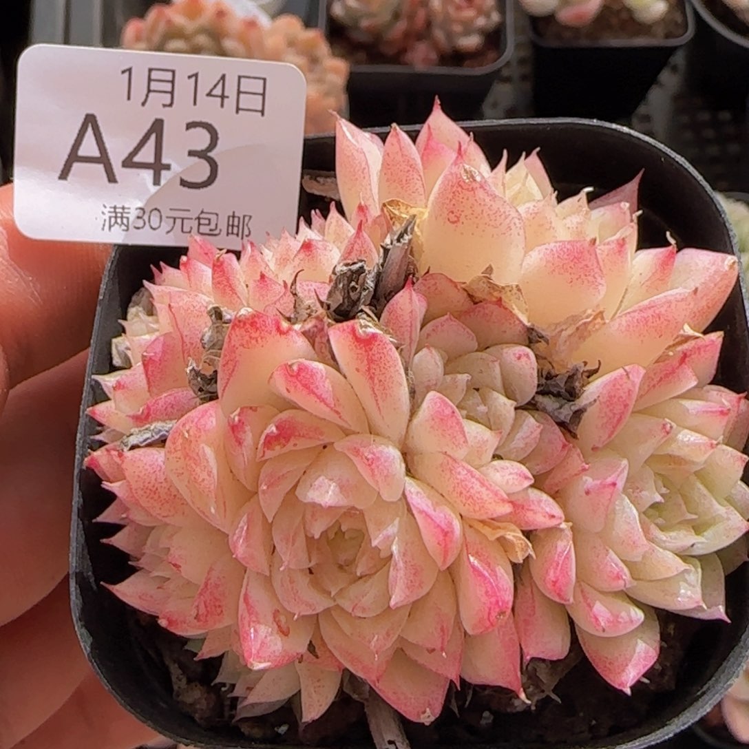 麦秆群一颗脱土发货