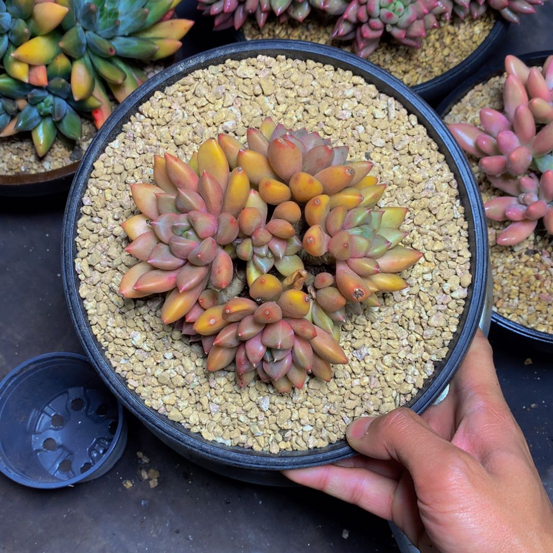 红象牙多肉植物哈哈哈哈