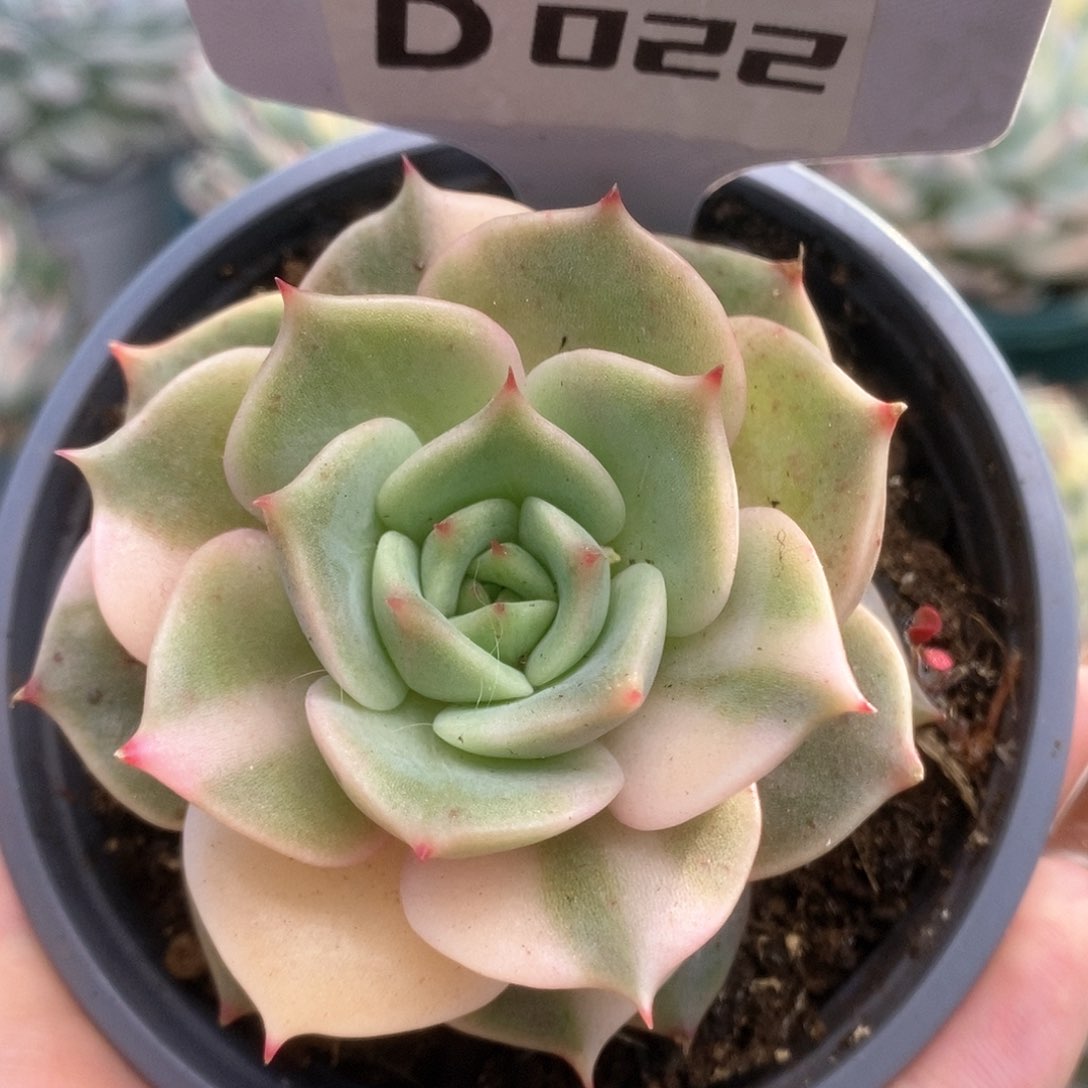 022贝加尔湖锦锦锦锦