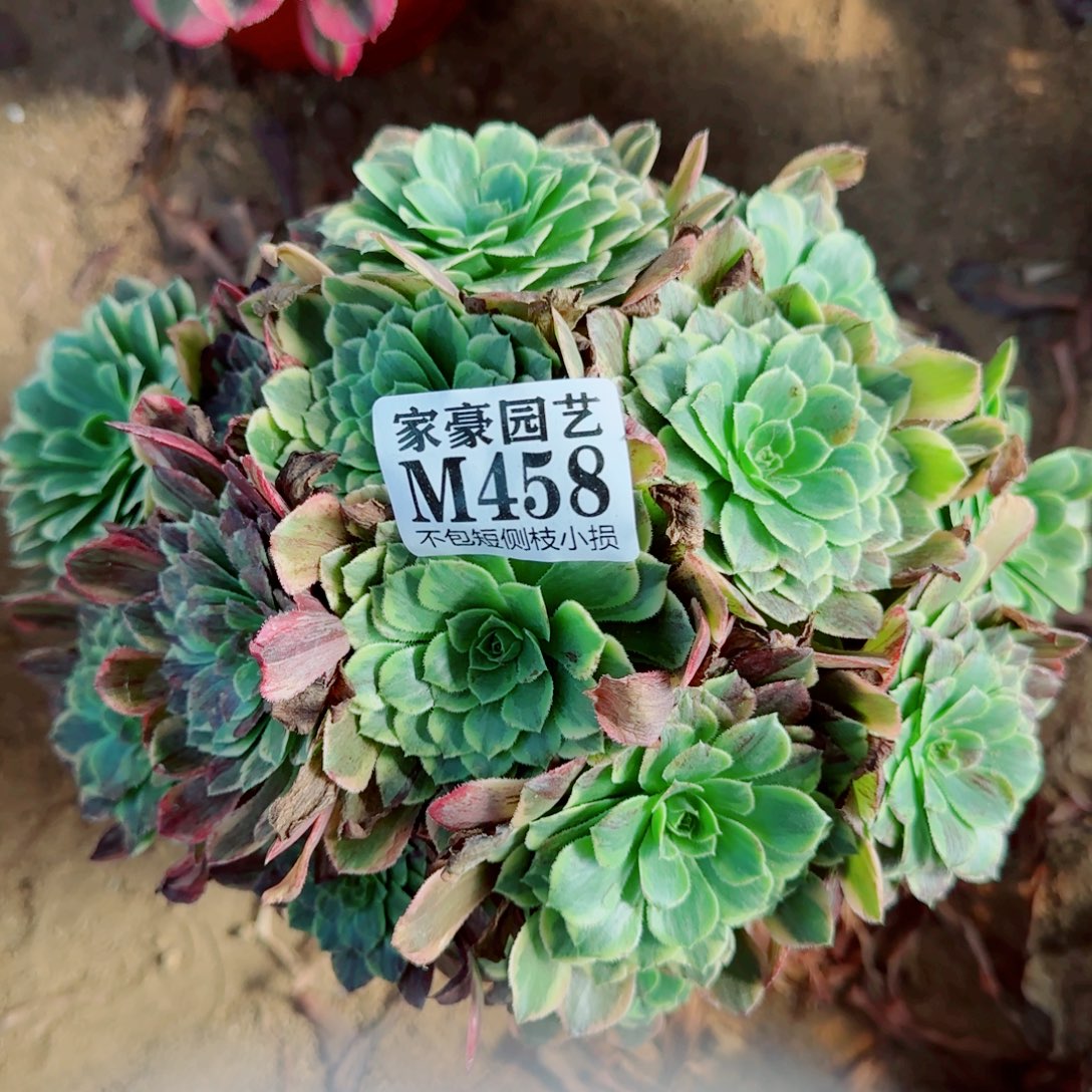 莫兰迪法师458冠幅20