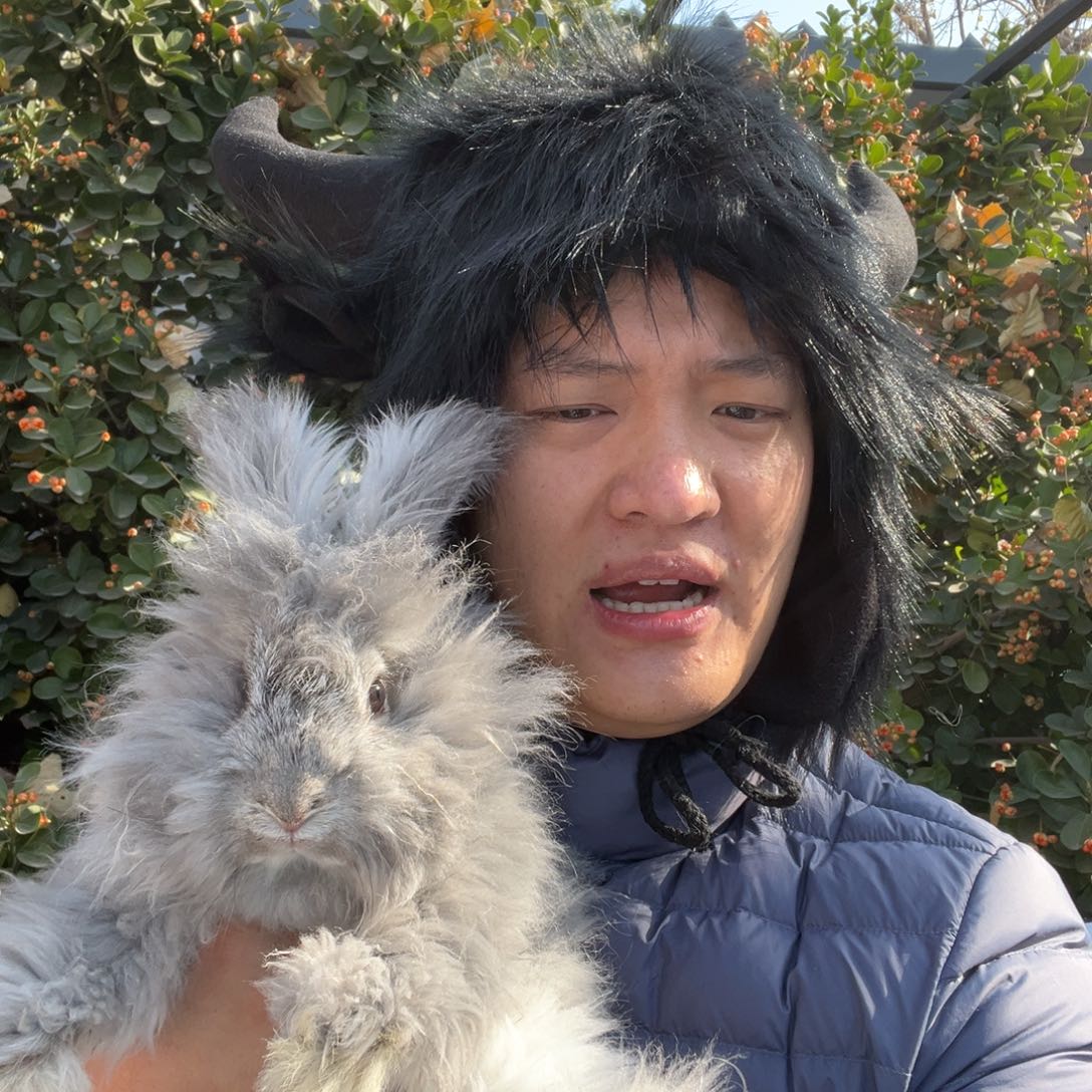双血统英系安哥拉兔子